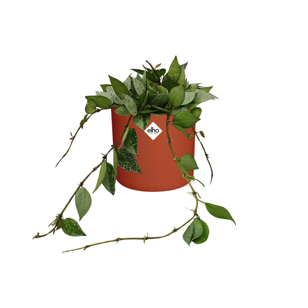 Hoya Krohniana Eskimo – Wachsblume im ELHO b.for soft Rond 14cm Brique