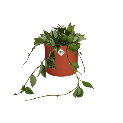 Hoya Krohniana Eskimo – Wachsblume im ELHO b.for soft Rond 14cm Brique