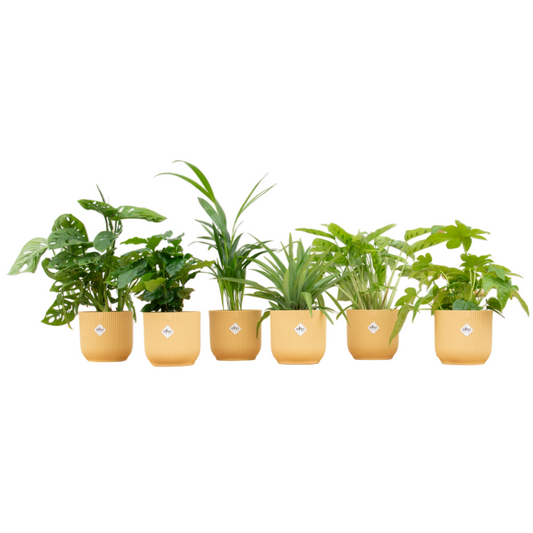 Überraschungsbox mit 6 pflegeleichten Zimmerpflanzen & elho Vibes Topf Ø14 cm