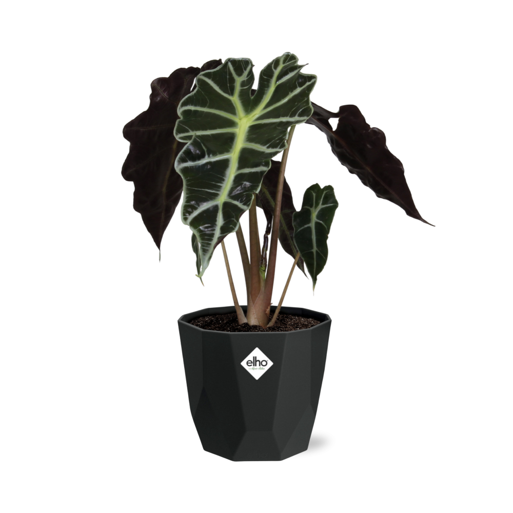 Alocasia ‘Polly’ – Tropische, pflegeleichte Zimmerpflanze im 14cm Topf