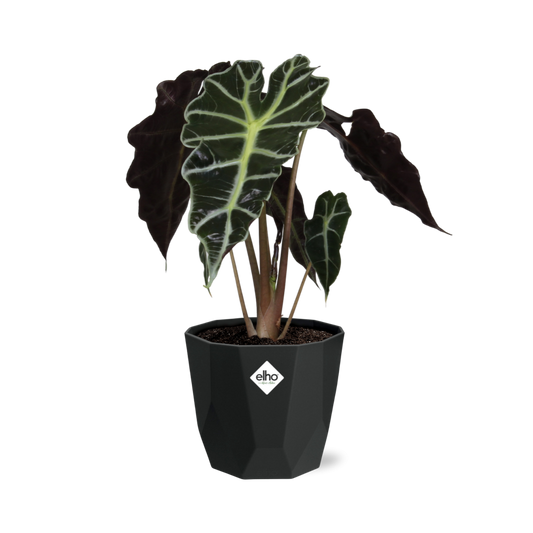 Alocasia ‘Polly’ – Tropische, pflegeleichte Zimmerpflanze im 14cm Topf