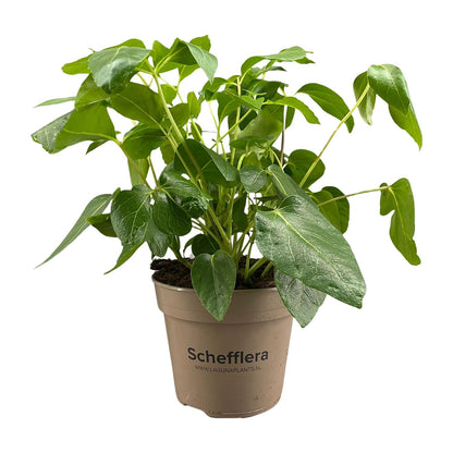 Schefflera Artinolphylla – Pflegeleichte Zimmerpflanze Ø15cm