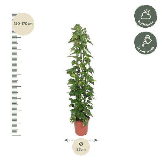 Epipremnum Aureum Gitterpflanze – 160 cm, Ø 27 cm