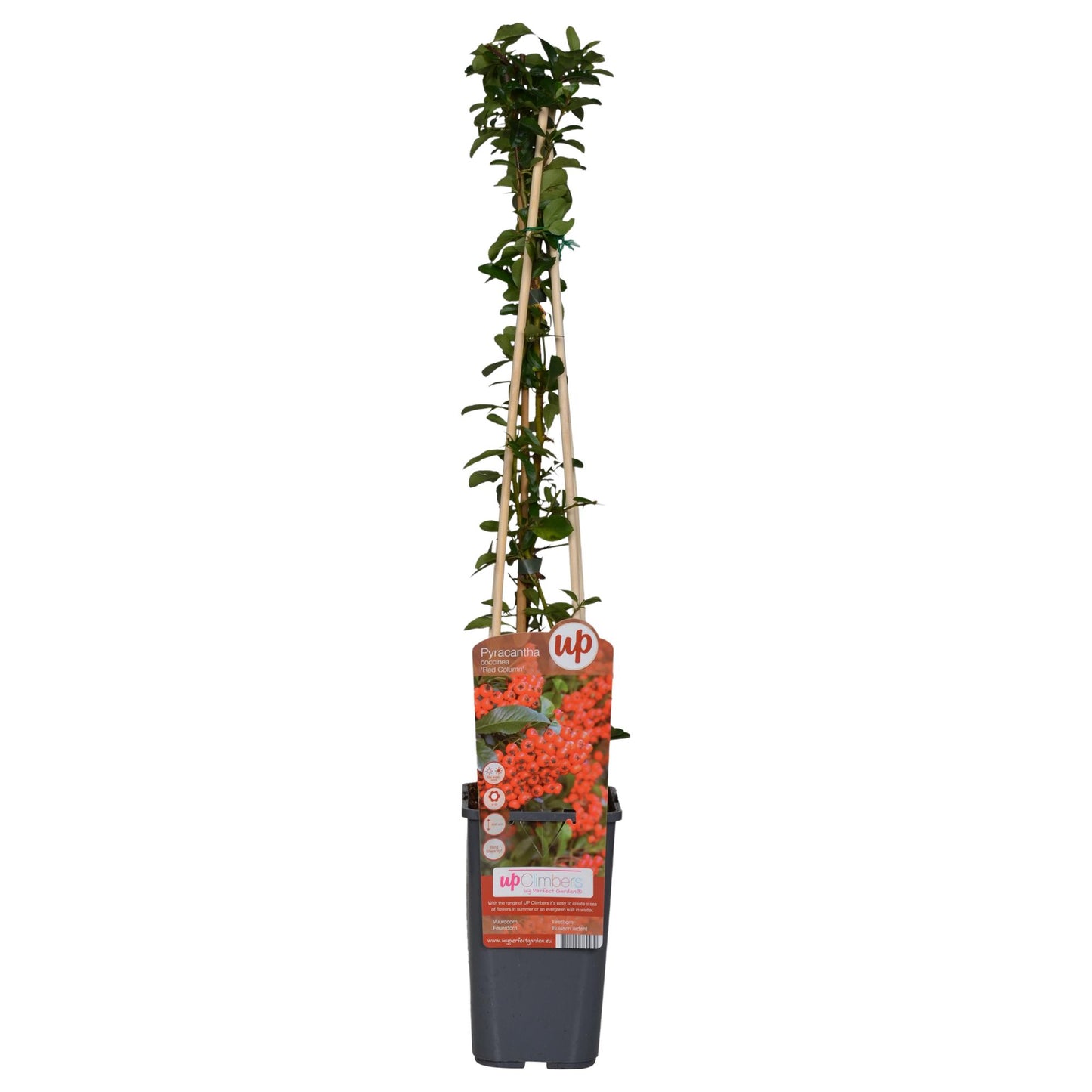 4x Pyracantha coccinea 'Red Column' – Robuster Feuerdorn