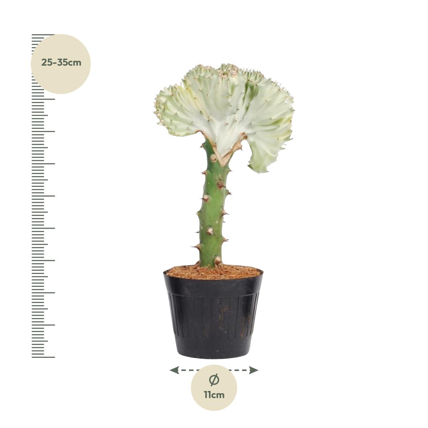 Euphorbia lactea Cristata – Korallen-Kaktus 30 cm
