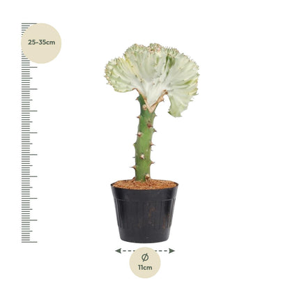 Euphorbia lactea Cristata – Korallen-Kaktus 30 cm