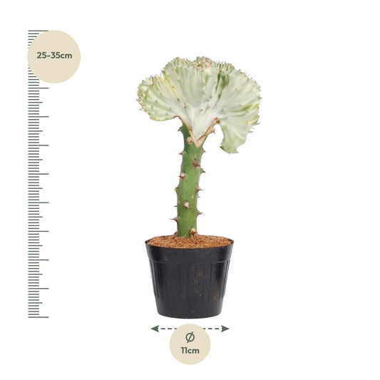 Euphorbia lactea Cristata – Korallen-Kaktus 30 cm