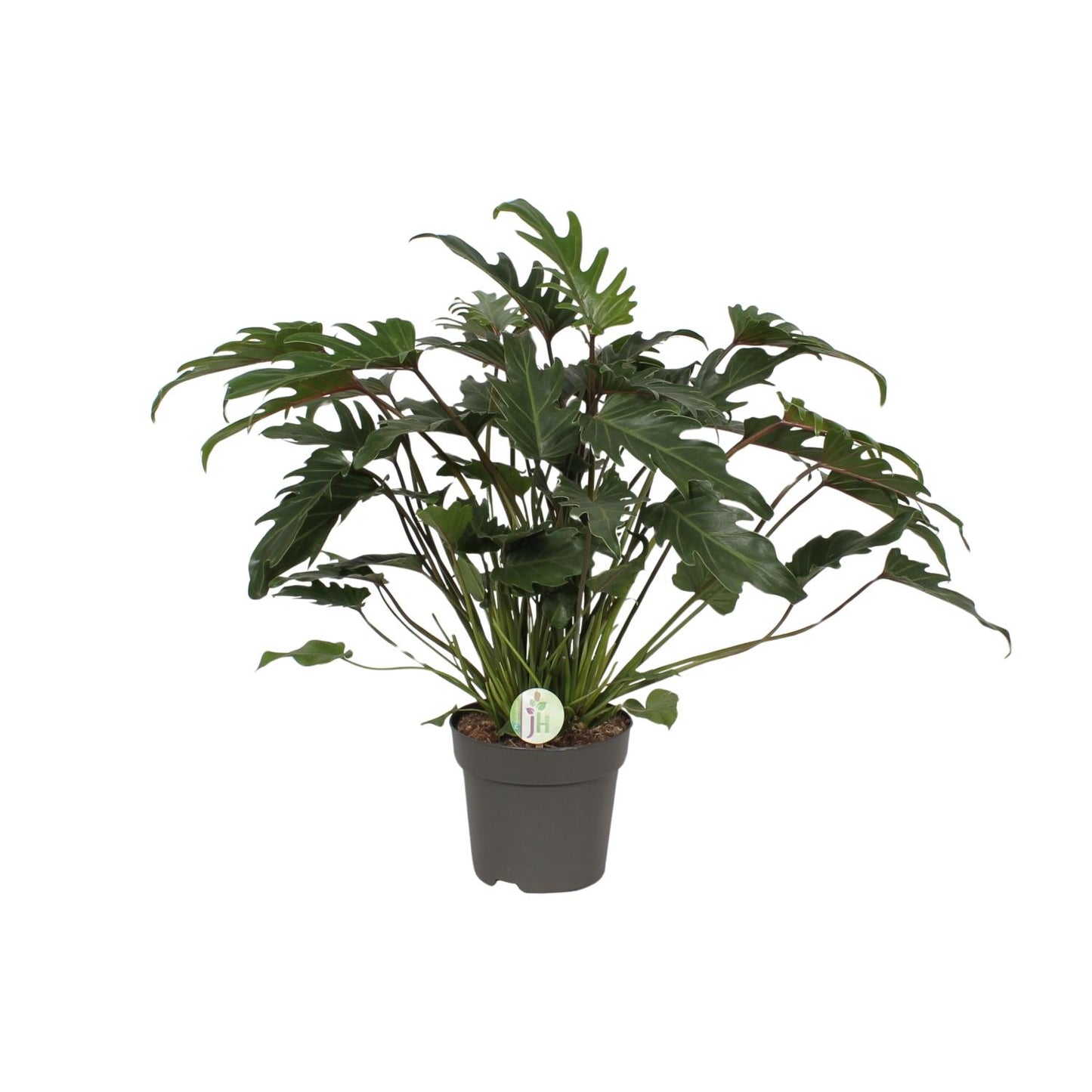 Philodendron Xanadu – pflegeleichte Zimmerpflanze Ø21cm