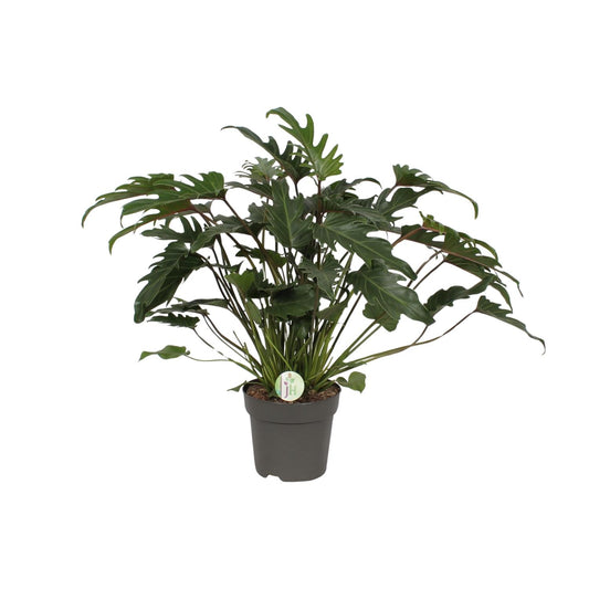 Philodendron Xanadu – pflegeleichte Zimmerpflanze Ø21cm