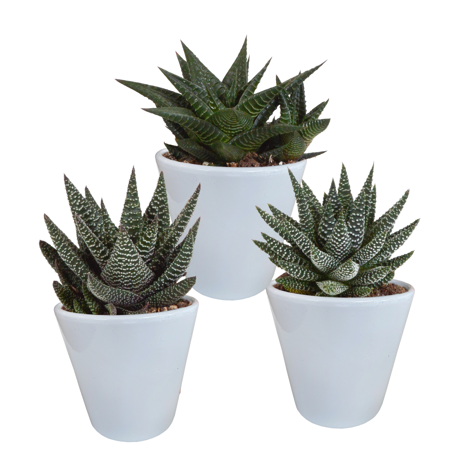 Gasteria & Haworthia Sukkulenten-Mix 3er im weißen Topf