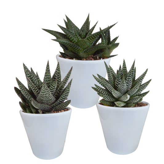 Gasteria & Haworthia Sukkulenten-Mix 3er im weißen Topf