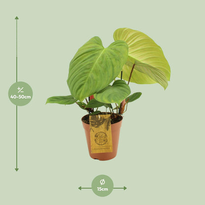 Philodendron Fuzzy Petiole – Pflegeleichte Zimmerpflanze Ø15cm