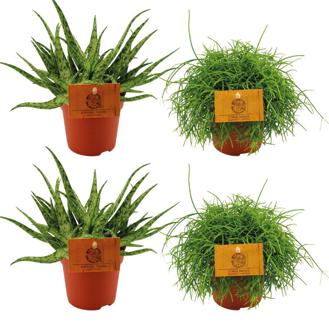 Set aus 2 Aloe Spider & 2 Rhipsalis Cassutha – pflegeleicht & luftreinigend