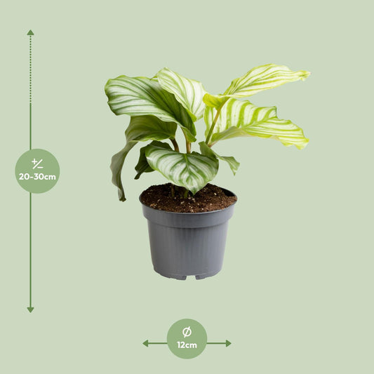 Calathea Orbifolia – Pflegeleichte Zimmerpflanze Ø12cm