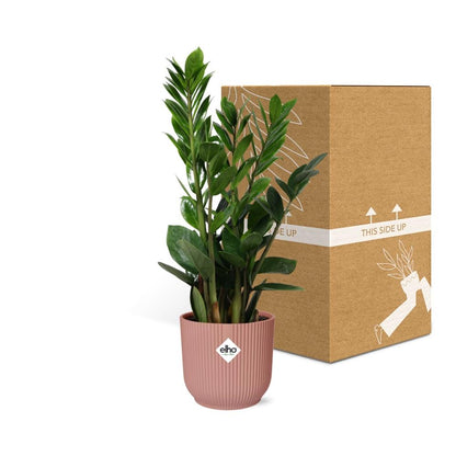 Zamioculcas – Pflegeleichte ZZ-Pflanze im ELHO Vibes Fold Topf 14cm rosa