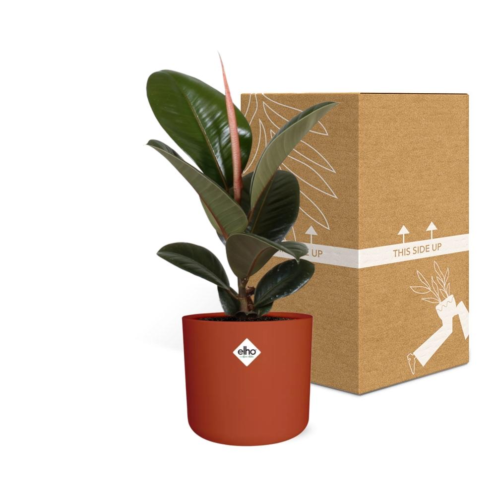 Ficus Elastica ‘Robusta’ in ELHO b.for soft rond 14cm brique