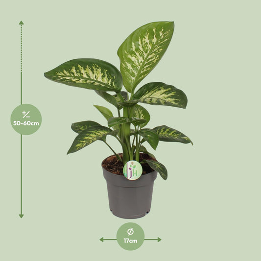 Dieffenbachia Reeva – Exotische, pflegeleichte Zimmerpflanze Ø17cm