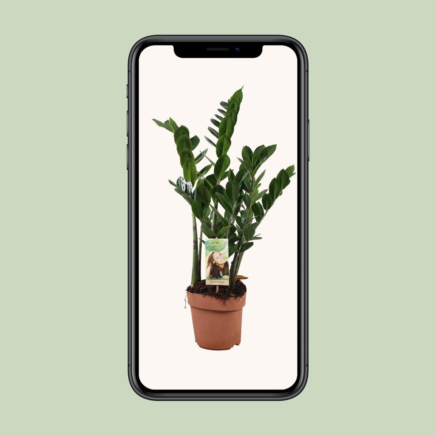 Zamioculcas Zamiifolia – Pflegeleichte Zimmerpflanze Ø17cm