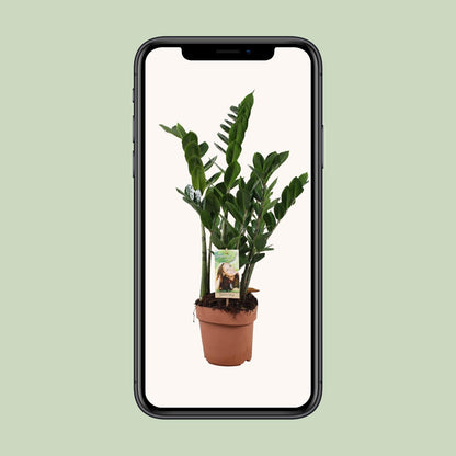 Zamioculcas Zamiifolia – Pflegeleichte Zimmerpflanze Ø17cm