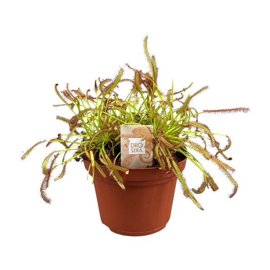 Drosera Capensis – Kap-Sonnentau Ø12cm, pflegeleicht