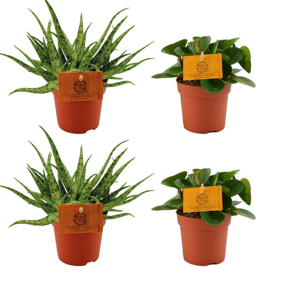 4er Set Aloe Spider & Peperomia Obtipan Green Ø10,5 cm