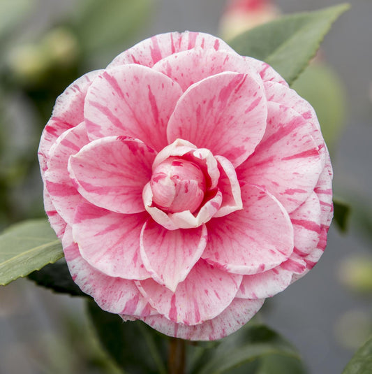 Kamelie 'Bonomiana' – Winterblüher für Garten & Balkon