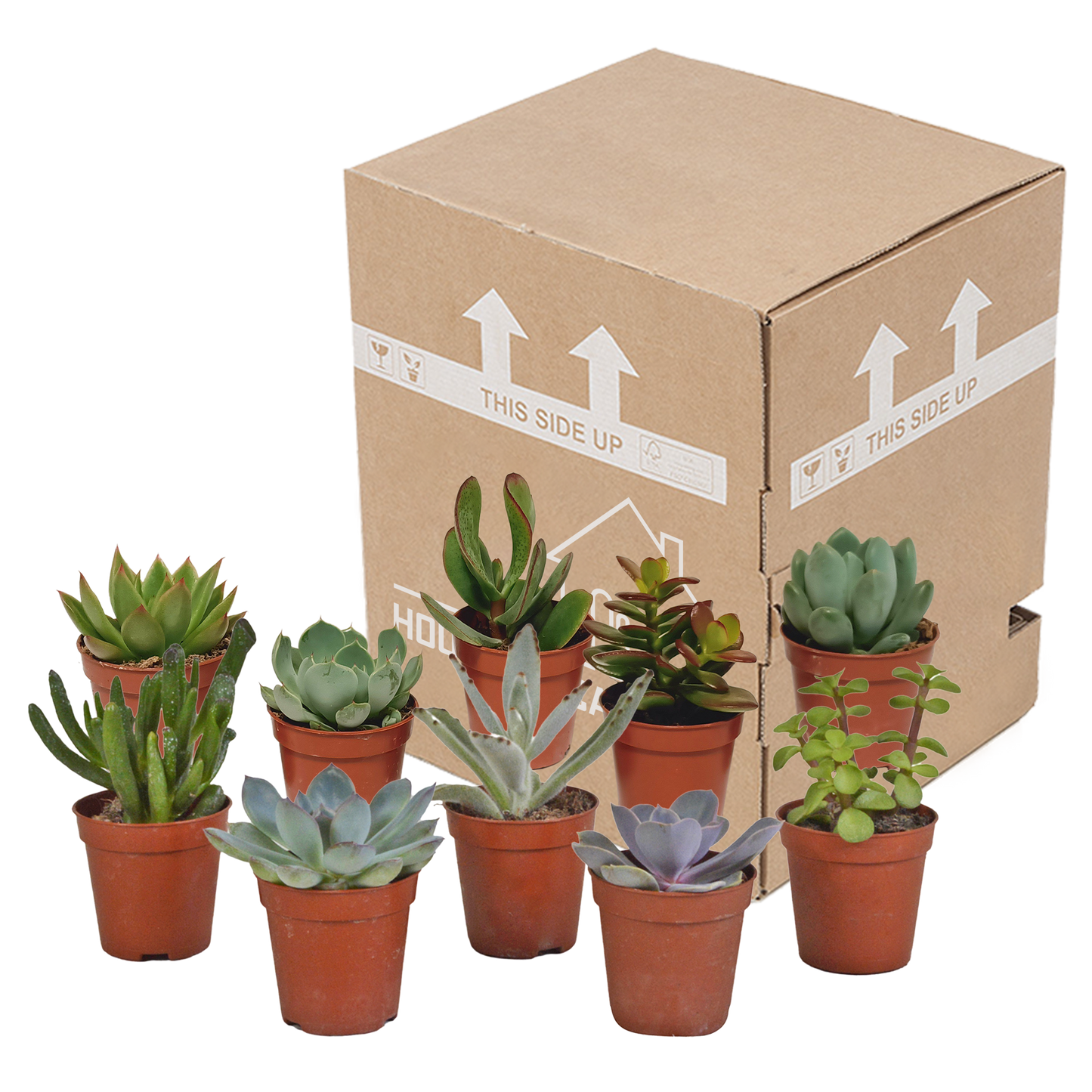 Vetplanten-Mischung 5,5 cm – 10er Set ohne Topf