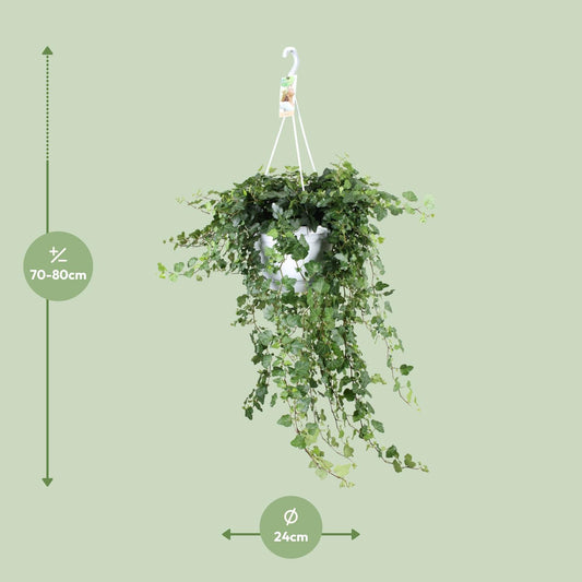 Hedera Wonder Green – pflegeleichter Efeu Ø24cm, ca. 70cm hoch
