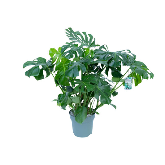 Monstera Deliciosa – Tropische, pflegeleichte Zimmerpflanze Ø30cm
