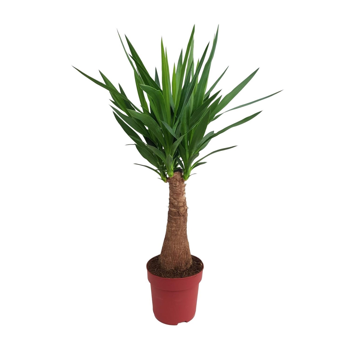 Yucca 'Maya Tree' – Pflegeleichter Elefantenfuß 100 cm
