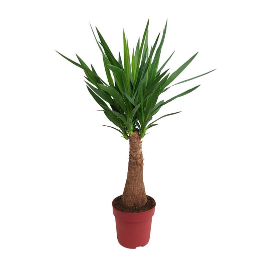Yucca 'Maya Tree' – Pflegeleichter Elefantenfuß 100 cm