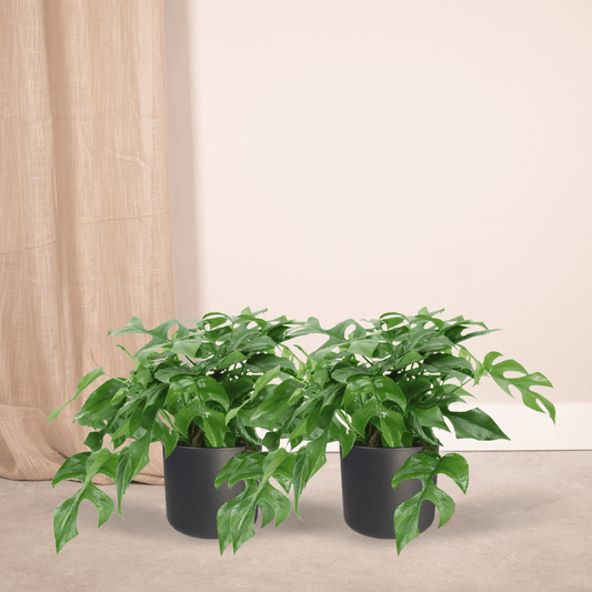 Monstera Minima – 2er-Set, kompakte Zimmerpflanze Ø15cm