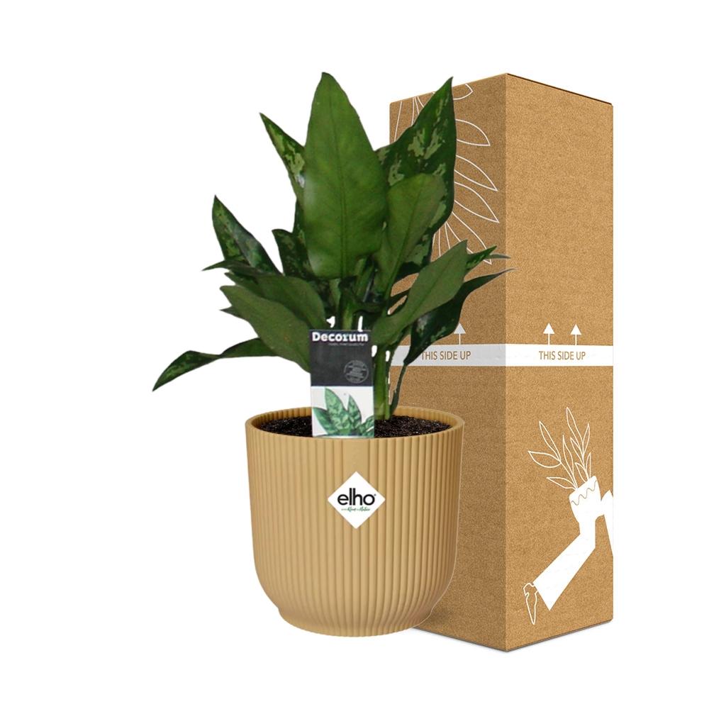 Aglaonema Maria in ELHO Vibes Fold 14cm gelb – Luftreinigende Zimmerpflanze