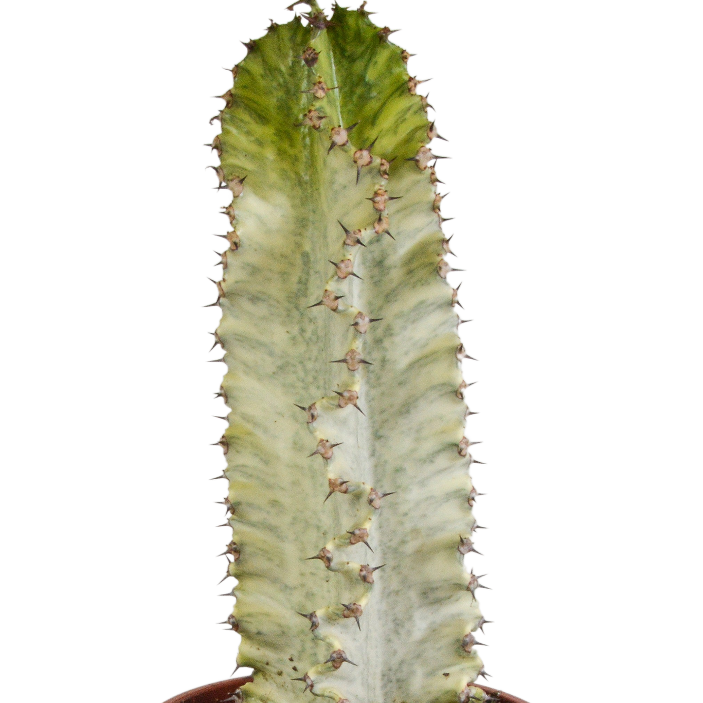 Euphorbia marmorata – Pflegeleichter Säulenkaktus 17 cm
