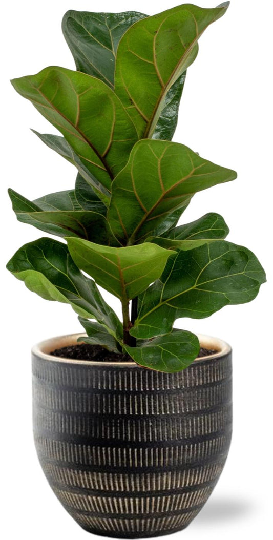 Ficus Lyrata Geigenfeige Ø12cm mit schwarzem Beau Pot