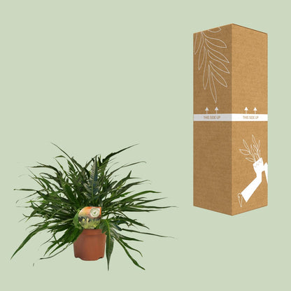 Aglaomorpha Coronans Jim – Eleganter Santa Rosa Farn Ø19cm