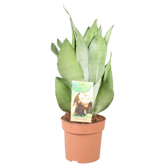 Sansevieria Moonshine – Pflegeleichte Zimmerpflanze Ø14 cm