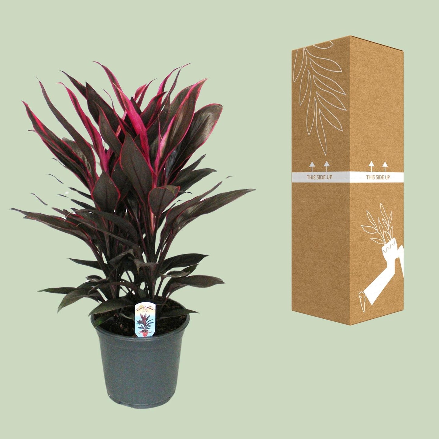 Cordyline Tango Toef – Bunte, pflegeleichte Zimmerpflanze Ø19cm