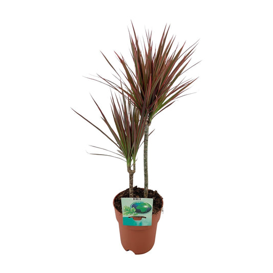 Dracaena marginata Bicolor – pflegeleichter Drachenbaum Ø19cm