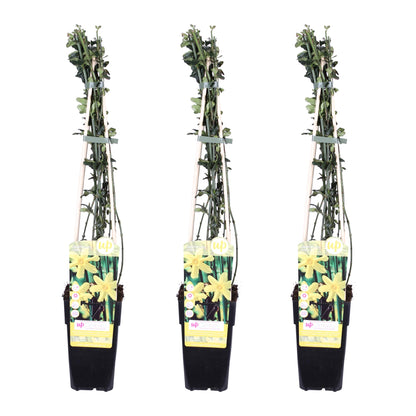 3x Winter-Jasmin (Jasminum nudiflorum) Ø15cm, 65cm hoch