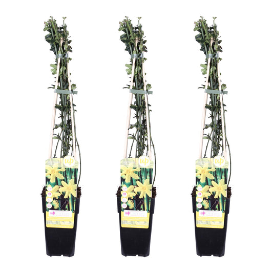 3x Winter-Jasmin (Jasminum nudiflorum) Ø15cm, 65cm hoch