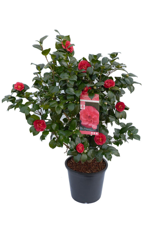 Kamelie 'Lady Campbell' – Eleganter Winterblüher Ø26-29cm