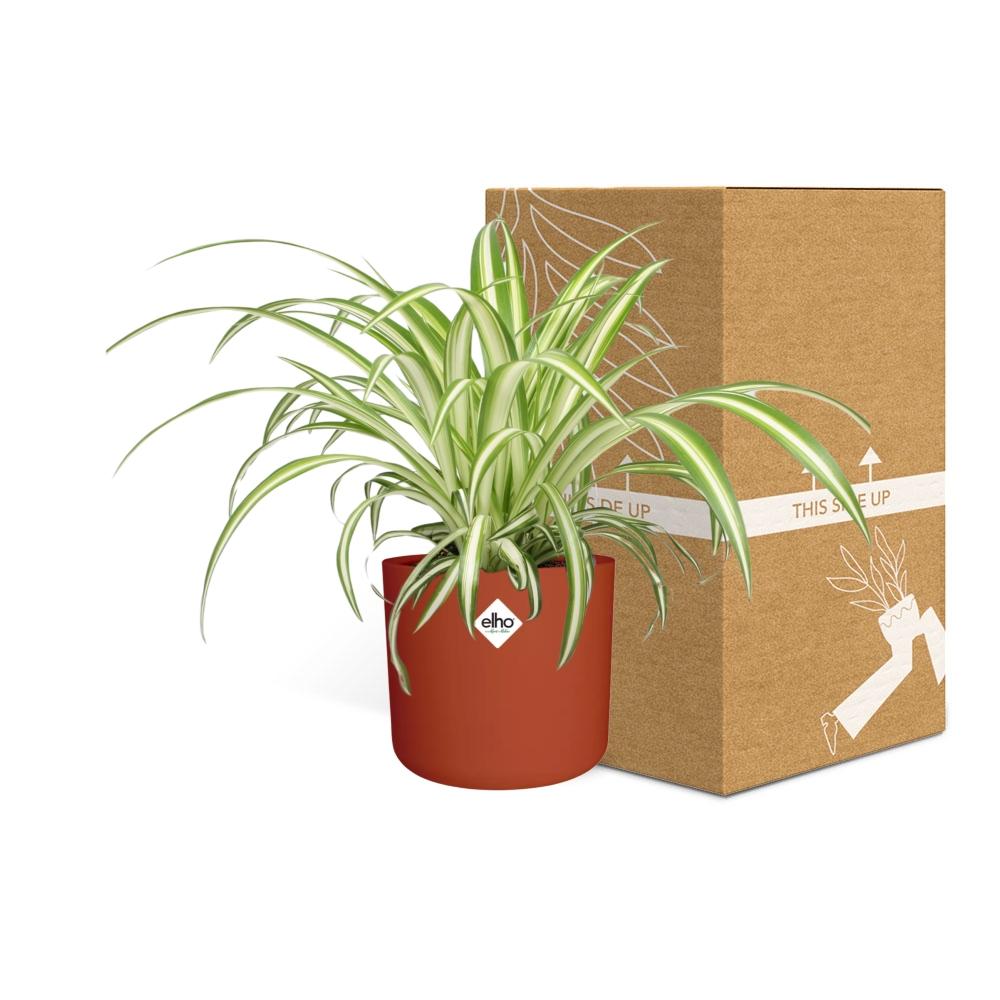 Chlorophytum Comosum Variegatum – pflegeleichte Zimmerpflanze 14cm