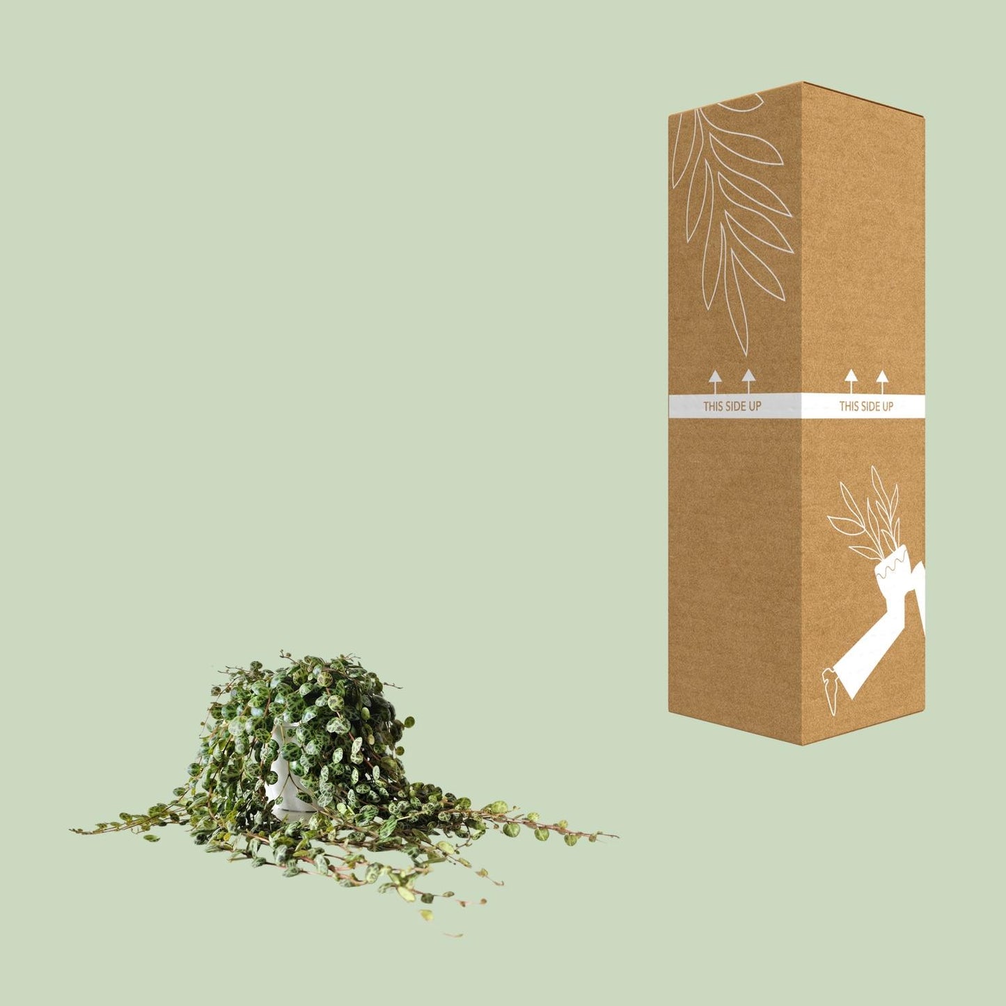 Peperomia Prostrata – Pflegeleichte Zimmerpflanze Ø11cm