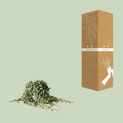 Peperomia Prostrata – Pflegeleichte Zimmerpflanze Ø11cm