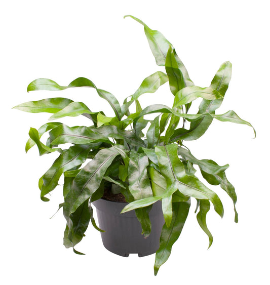 Microsorum Pteropus – pflegeleichte Zimmerpflanze Ø12cm