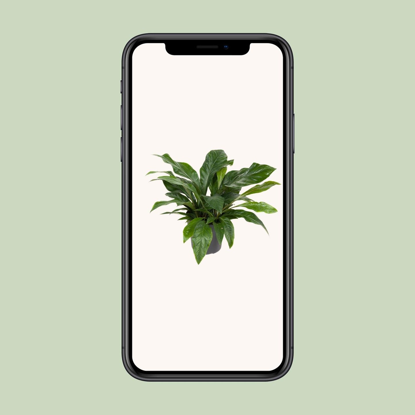 Anthurium Jungle Bush – pflegeleichte Flamingoblume Ø30cm