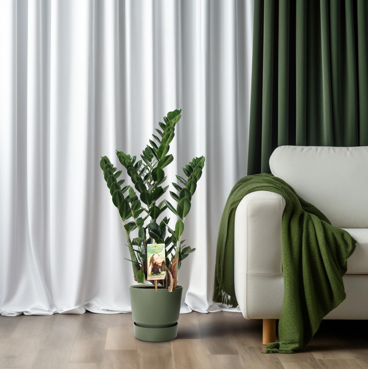 Zamioculcas zamiifolia – pflegeleichte Glücksfeder Ø21cm, 80cm hoch