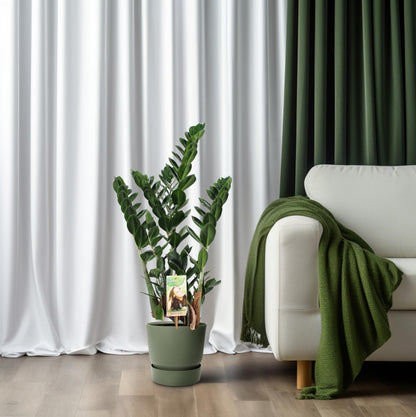 Zamioculcas zamiifolia – pflegeleichte Glücksfeder Ø21cm, 80cm hoch