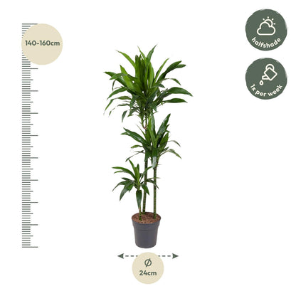 Dracaena Janet Craig – 150 cm – pflegeleichte Zimmerpflanze